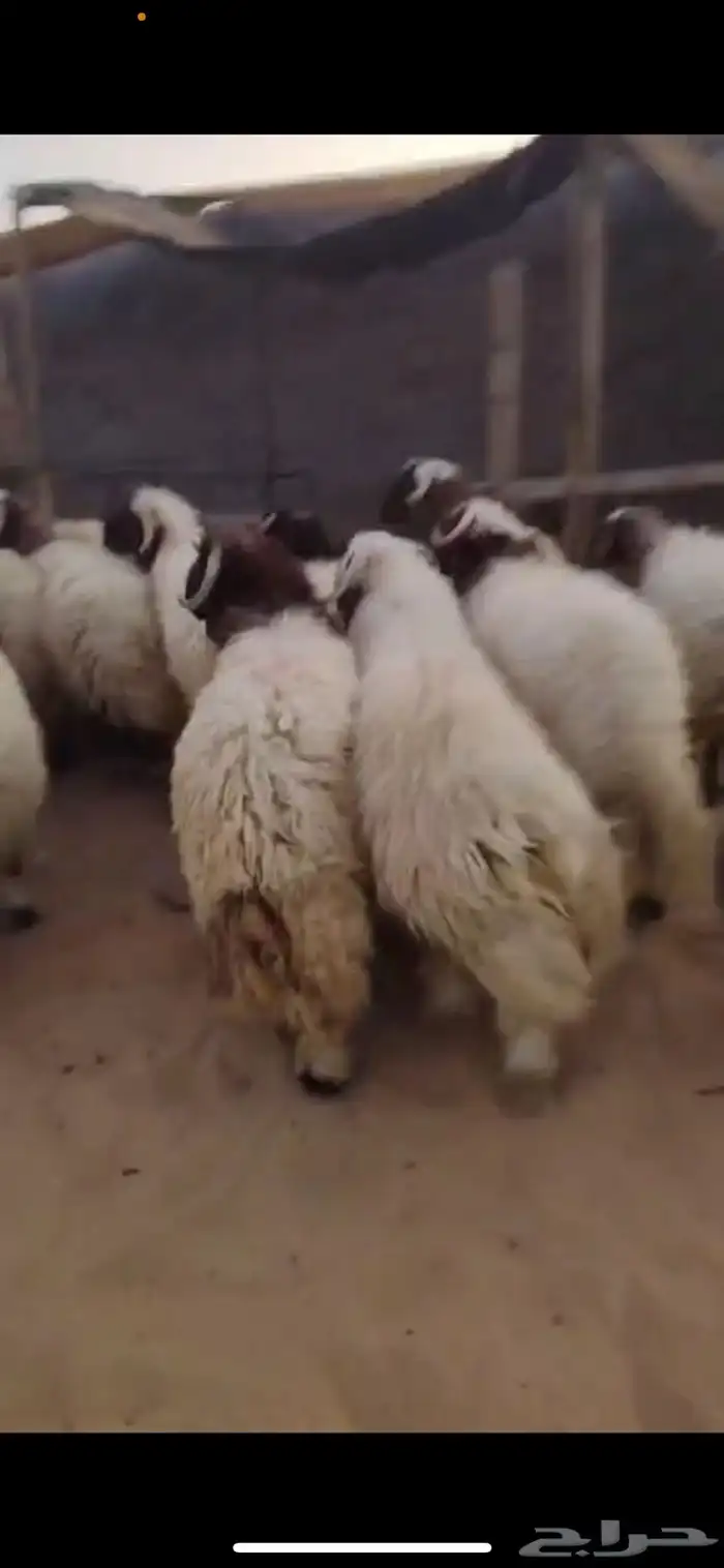 جذع نعيم جبر 2