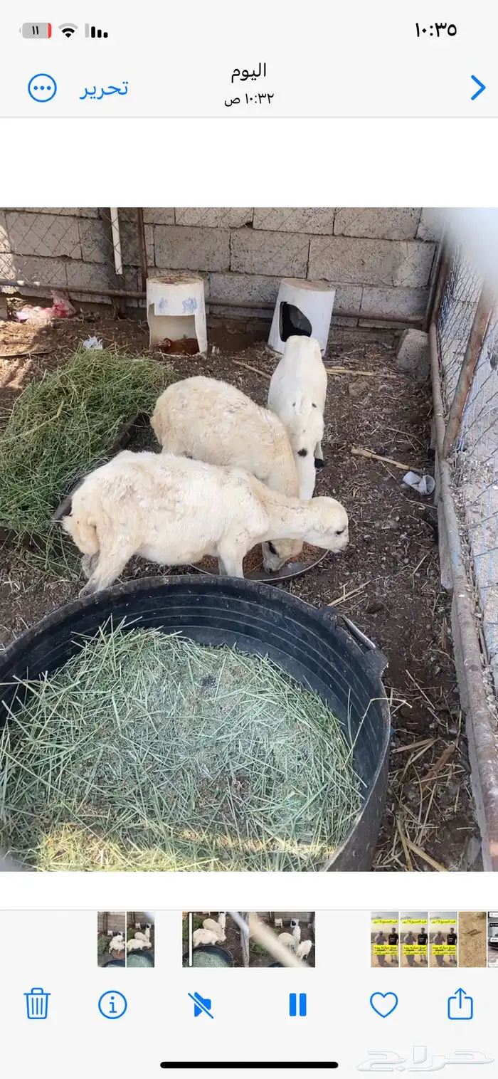 رخال بلد رفيدي 1