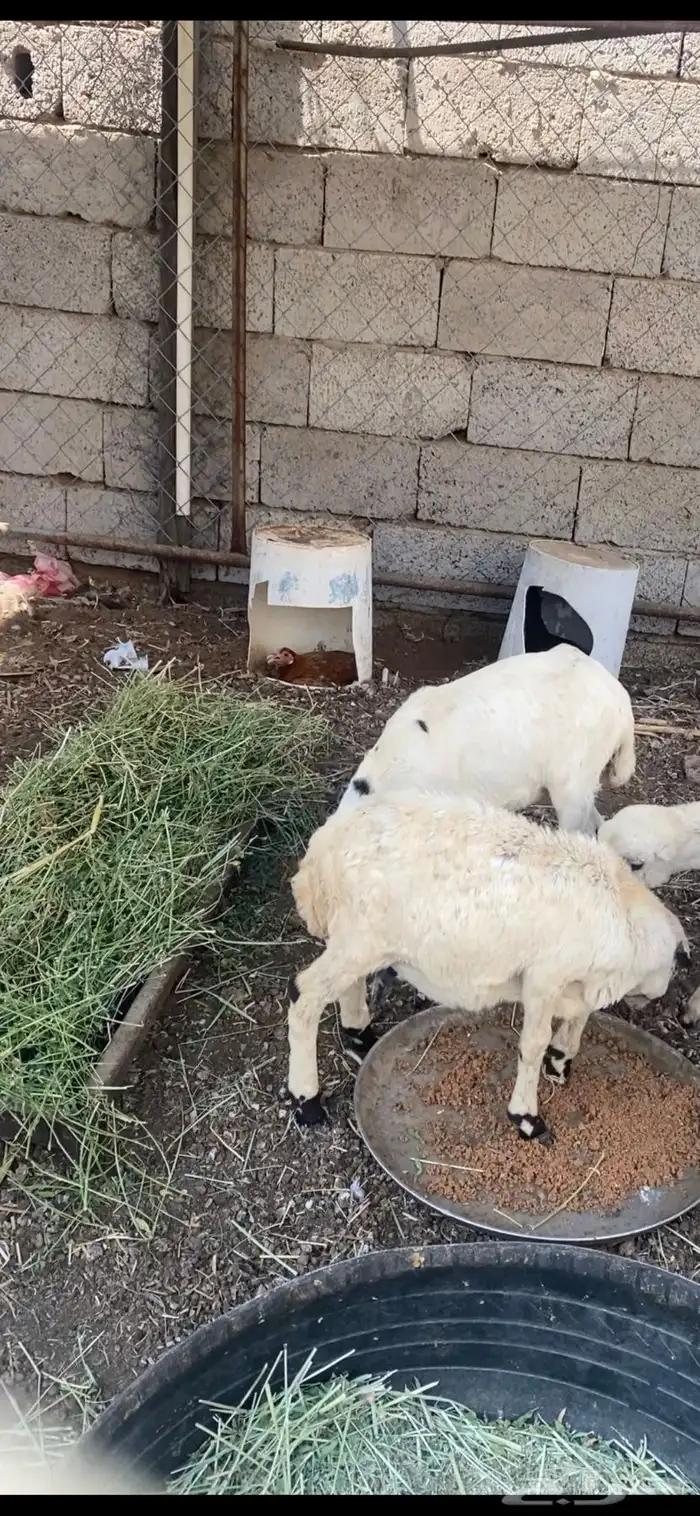 رخال بلد رفيدي 2