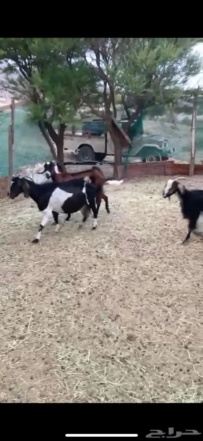 7 معزا مقنوي 0