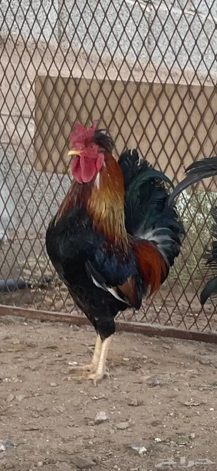 خمس ديكة عربية فرق مستوى طيب 1