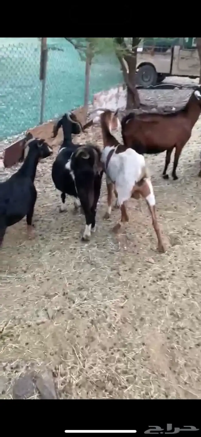 7 معزا مقنوي 2