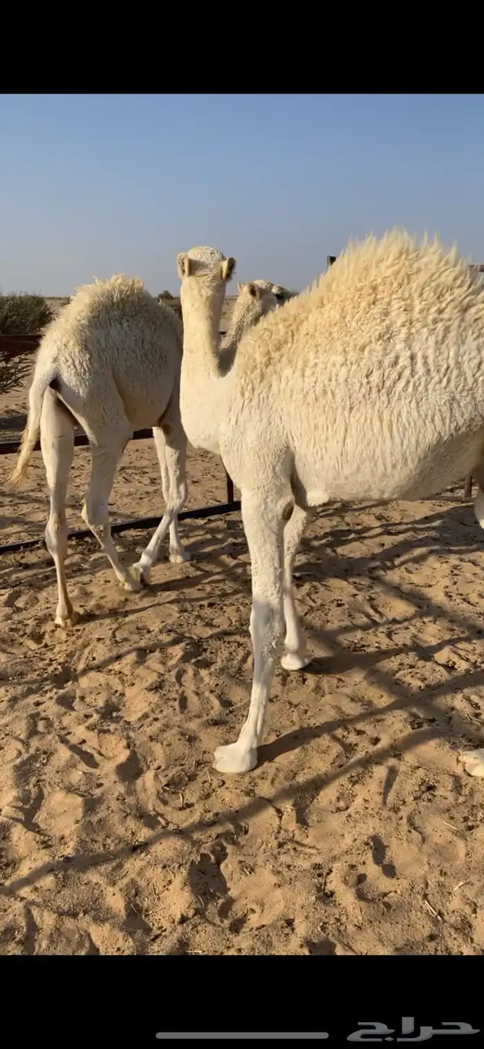 قعدان حشو 0