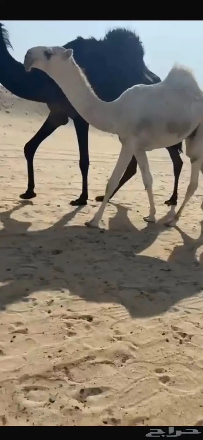 قعود كفوو 0