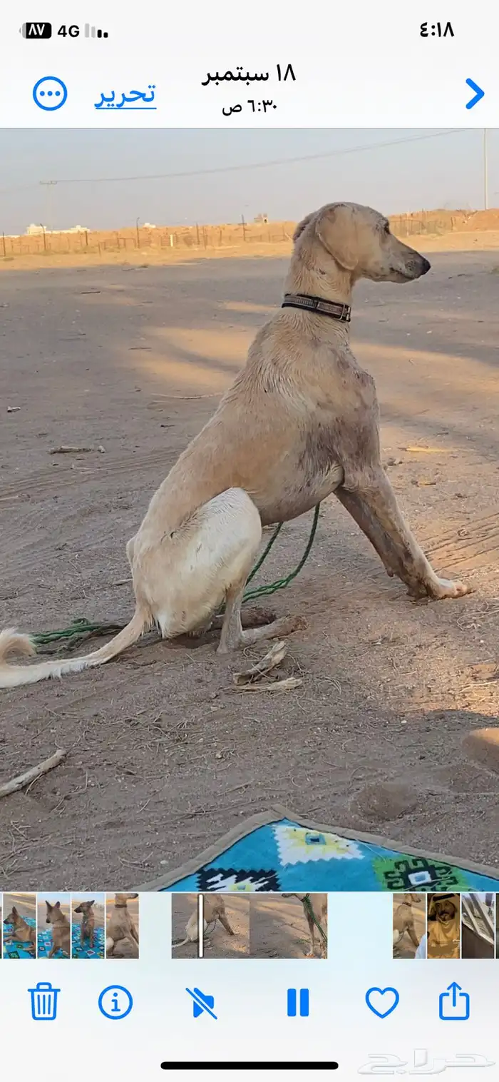 القويعيه 2
