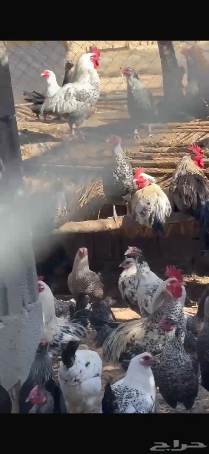 للبيع دجاج بياض 2