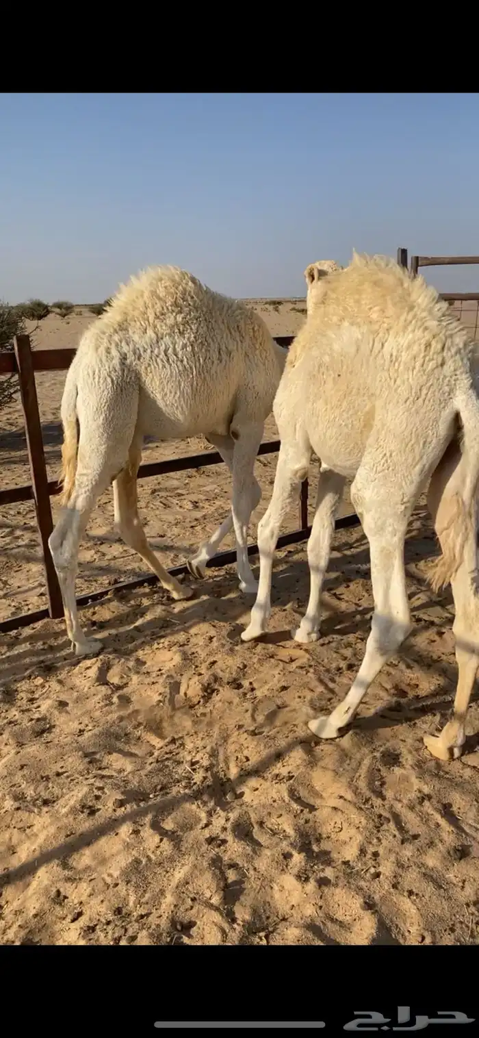 قعدان حشو 1