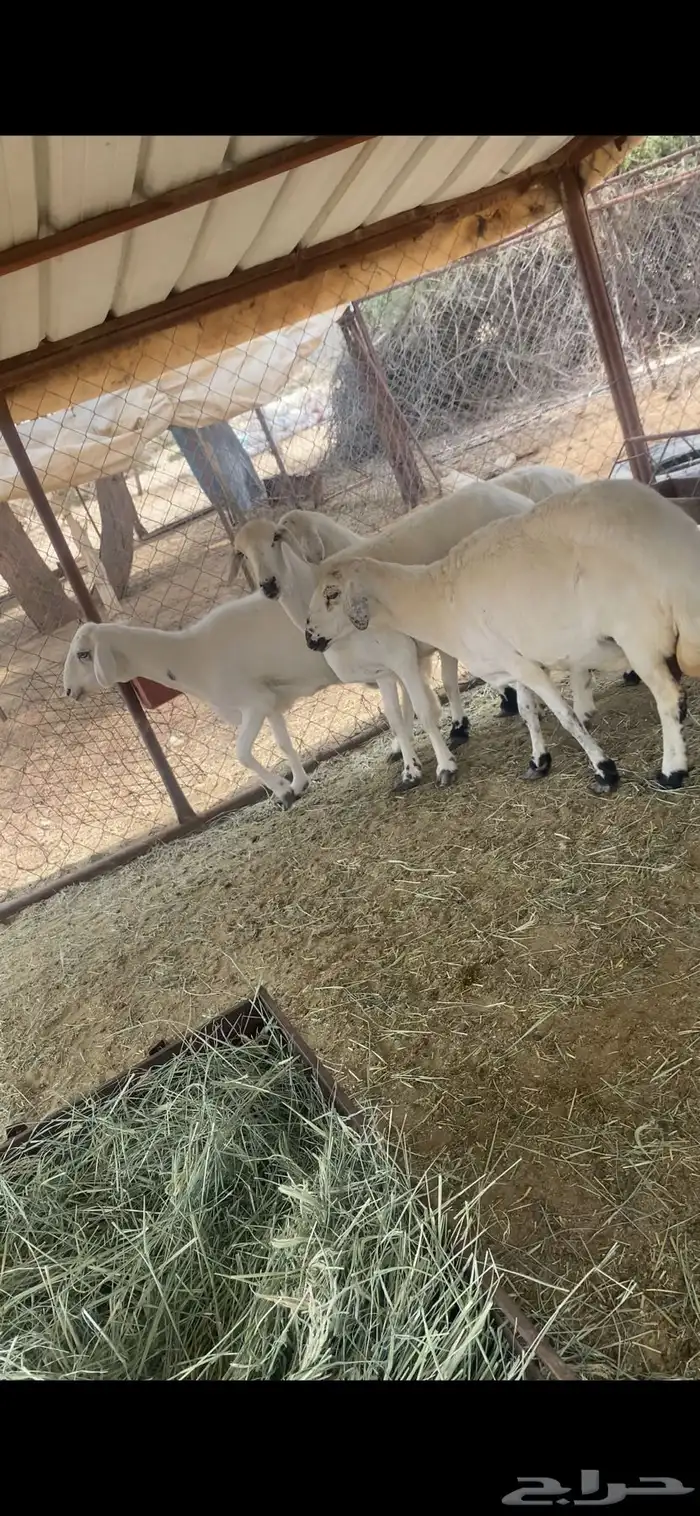 ضان للبيع 3