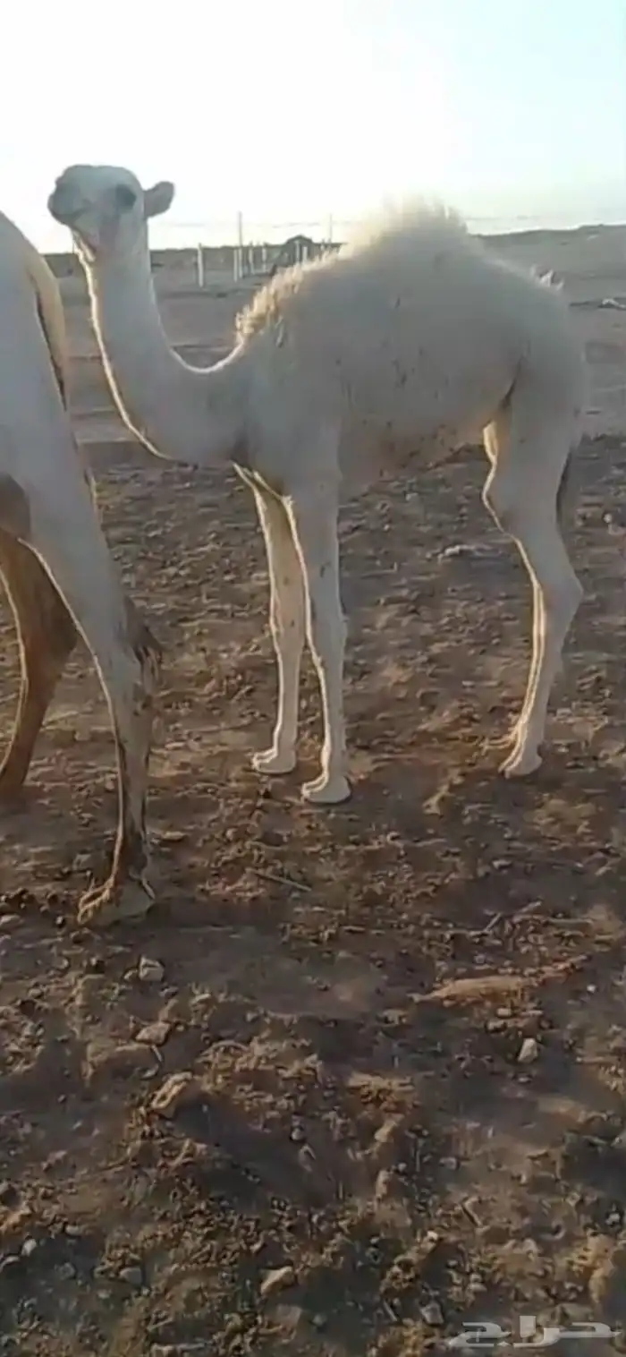 للبيع حشو بكار 0