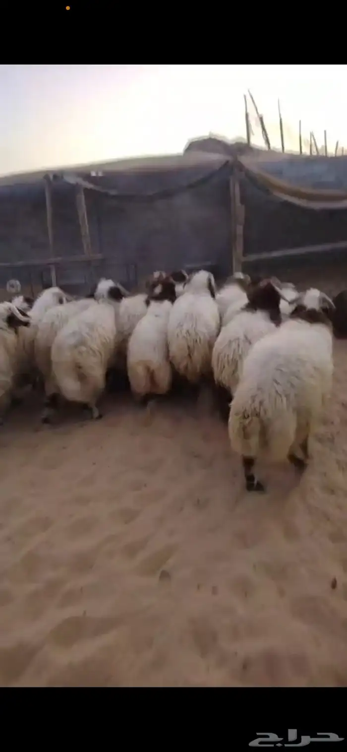 جذع نعيم جبر 0