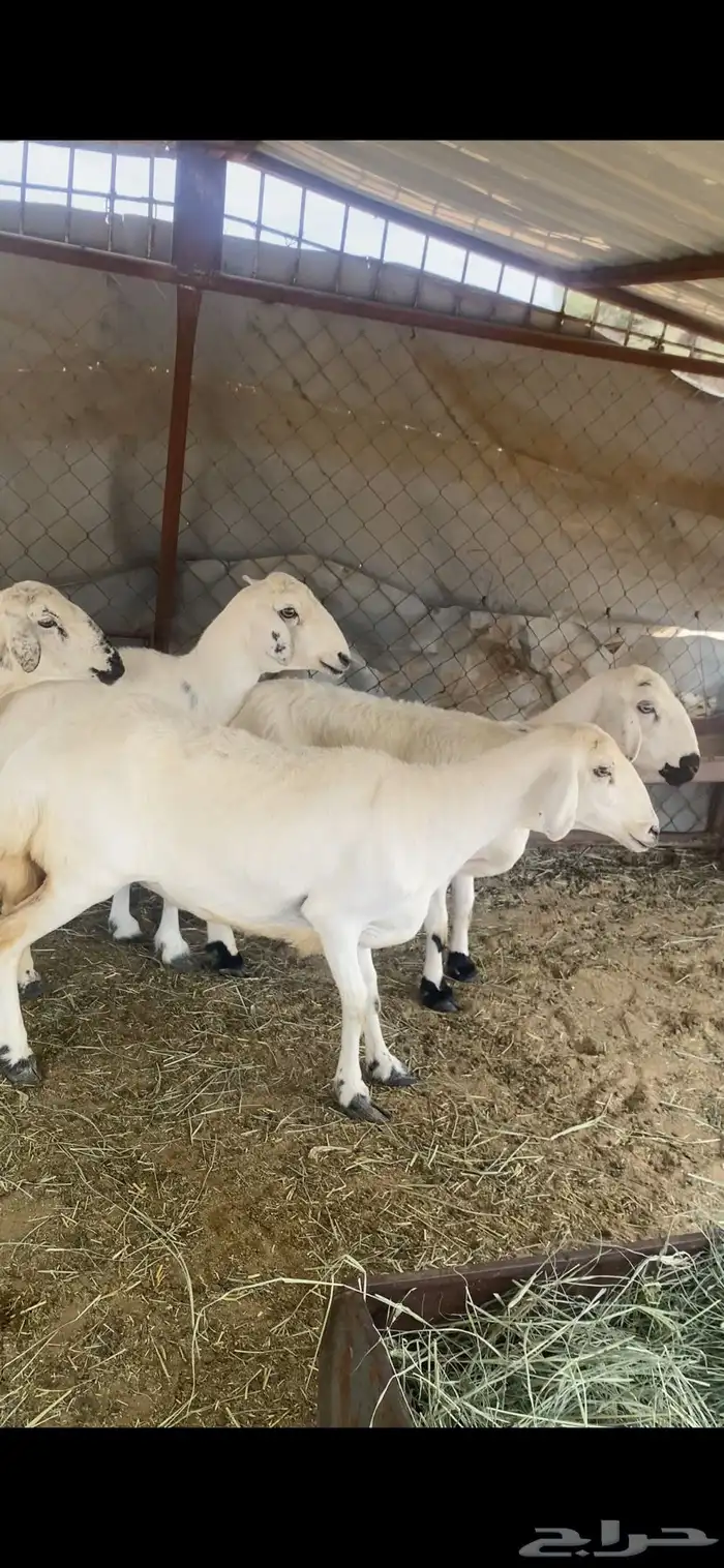 ضان للبيع 2