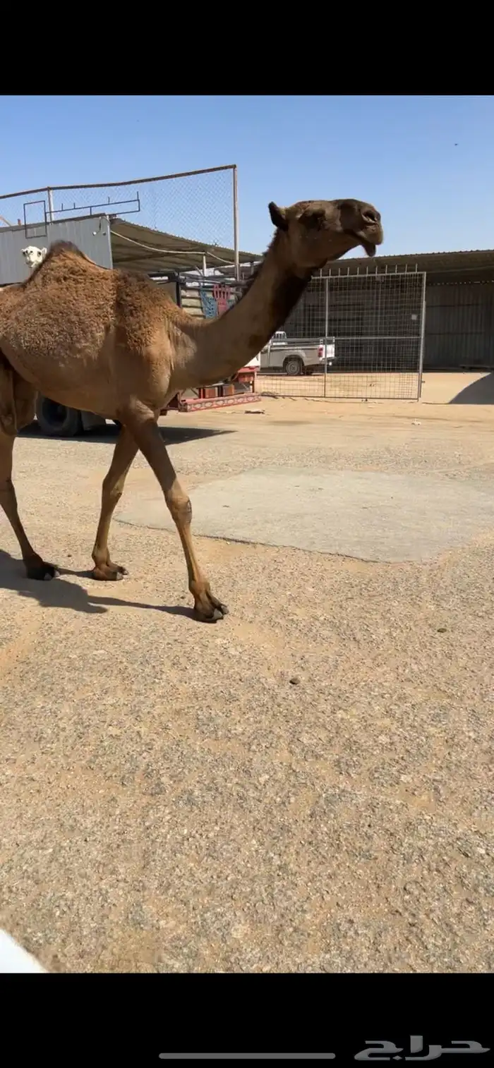 مفرودة صفرا باتليه 7