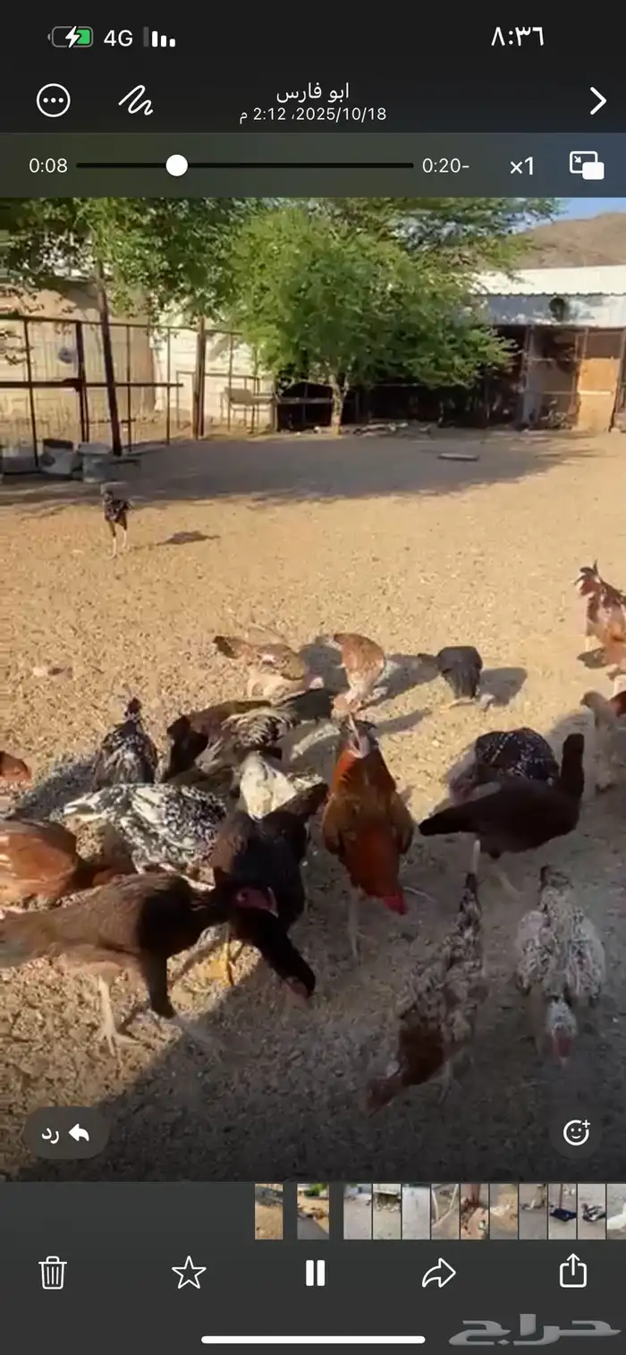 دجاج باكستاني وبط مصري 1