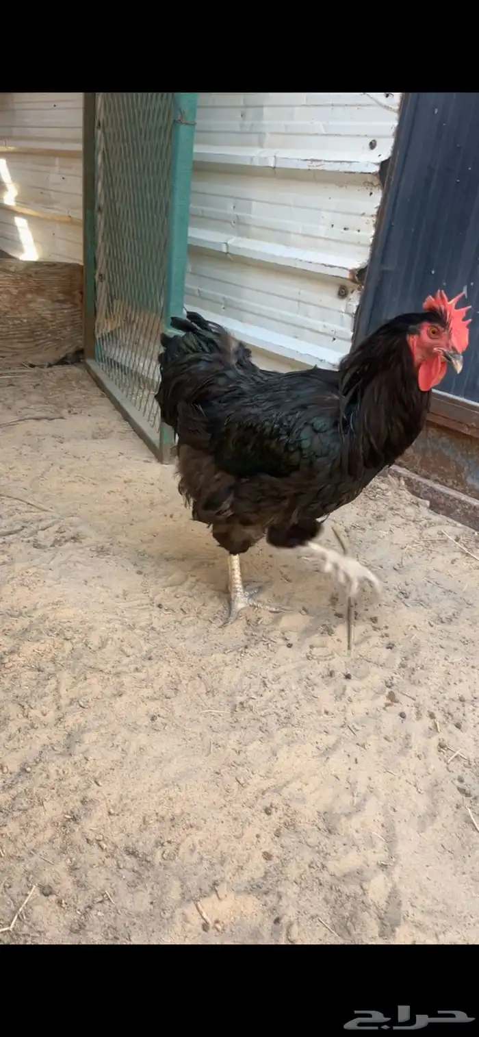 دياكه أوربنجتون 0