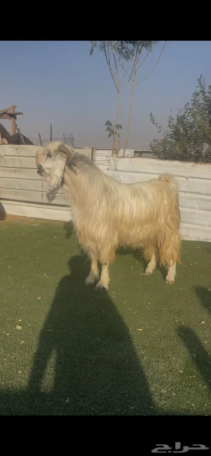 فحل مشروك ((( نادر))) 0