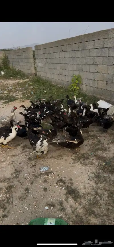 بط مسكوفي جانبو 0
