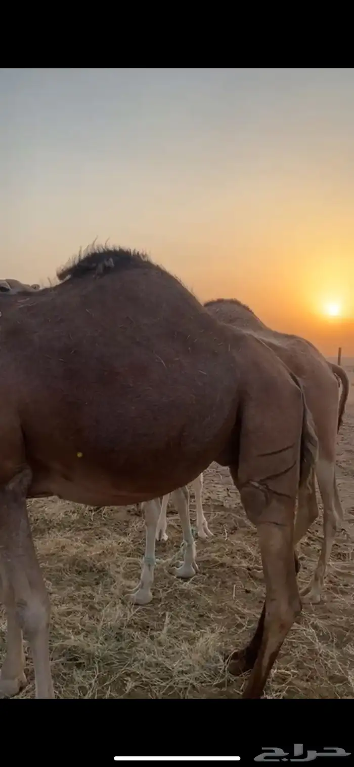 عرض لقحه كفو ساحليه 1