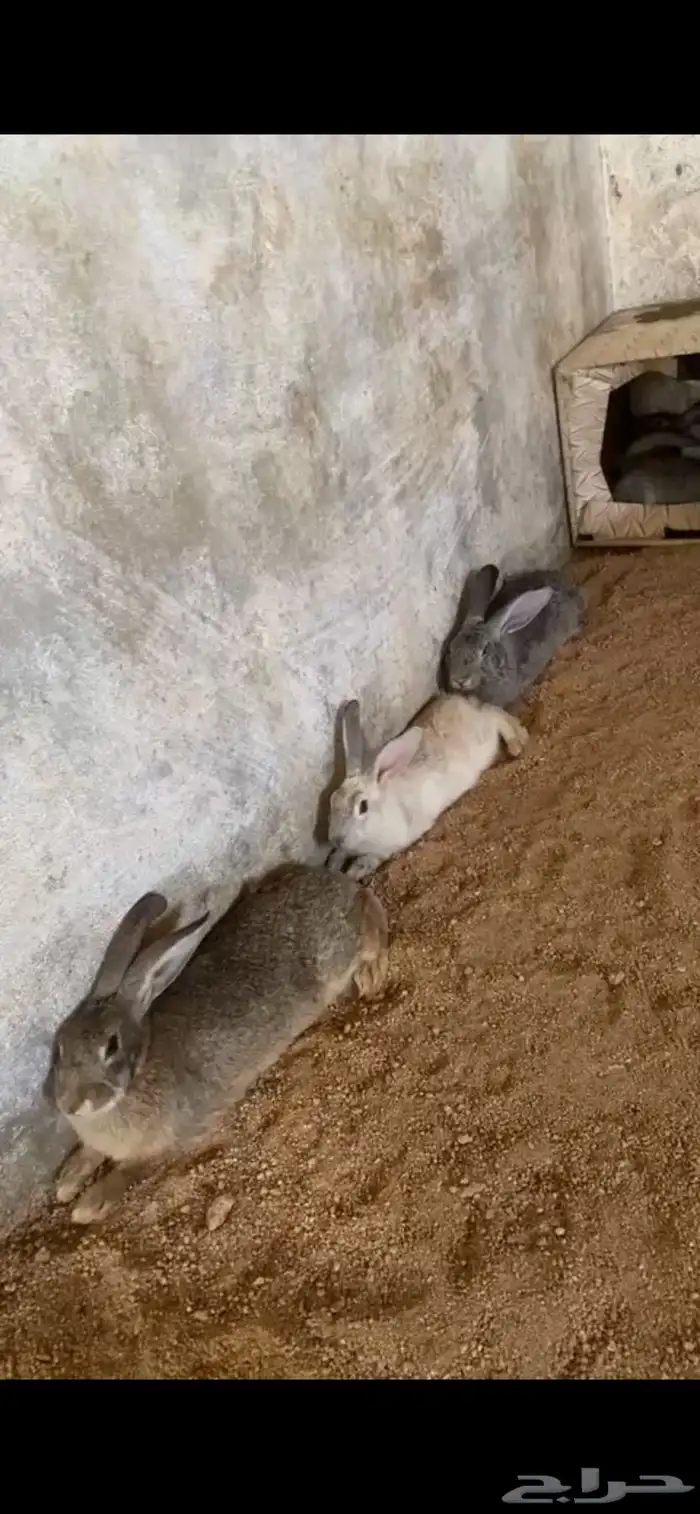 أرانب فرنسيه 0