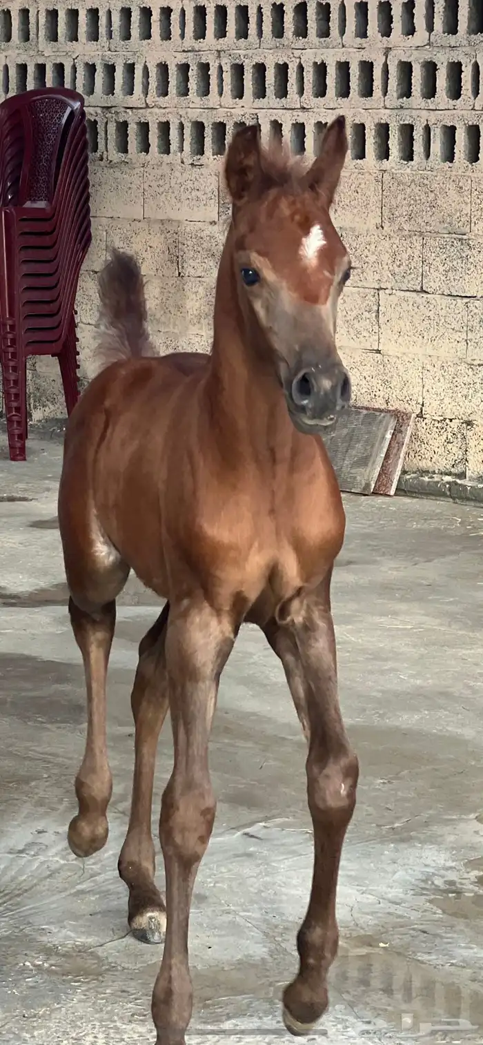 ايواء خيل 1