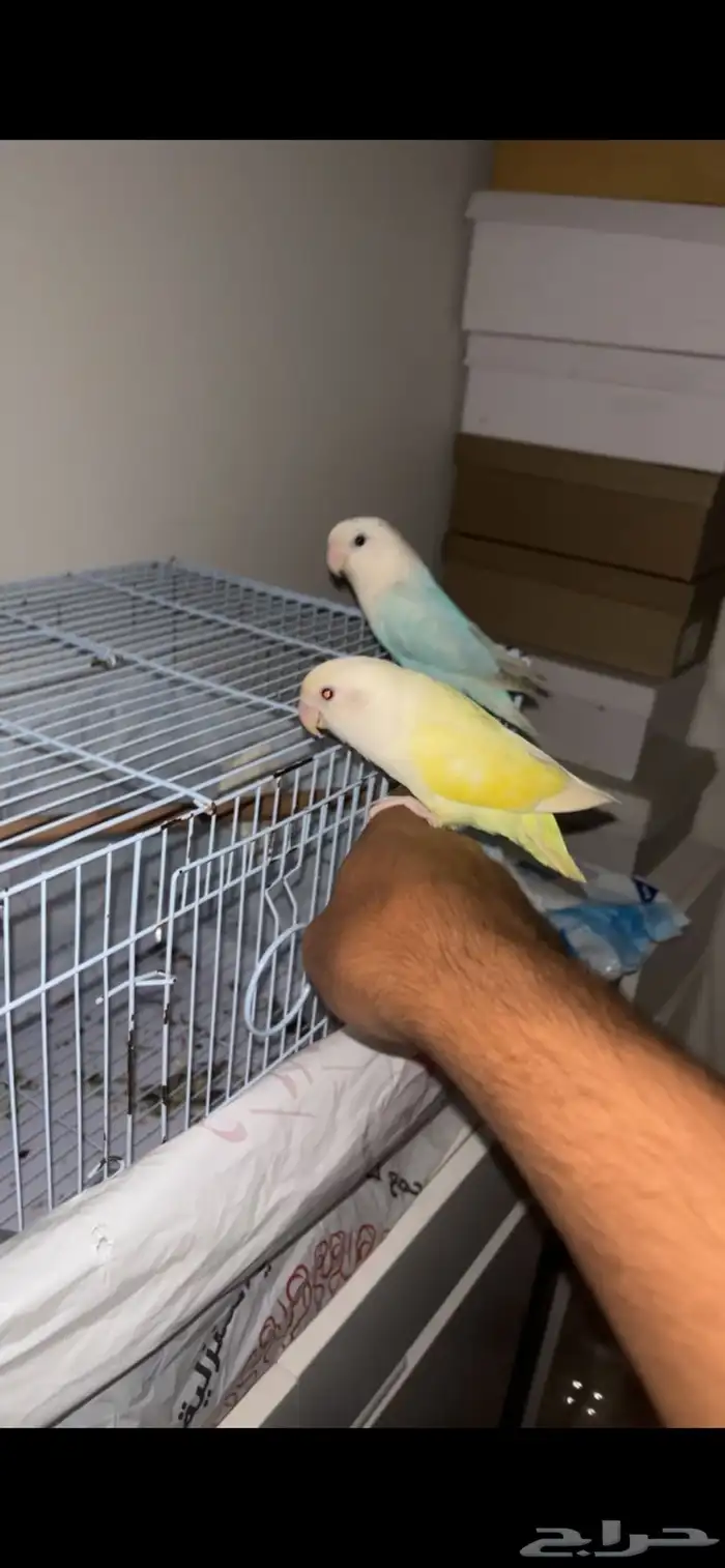 زوج روز منتج 0