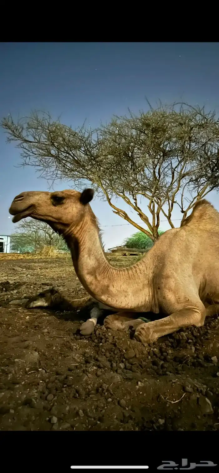 ابل ماشاءالله طيبه 4