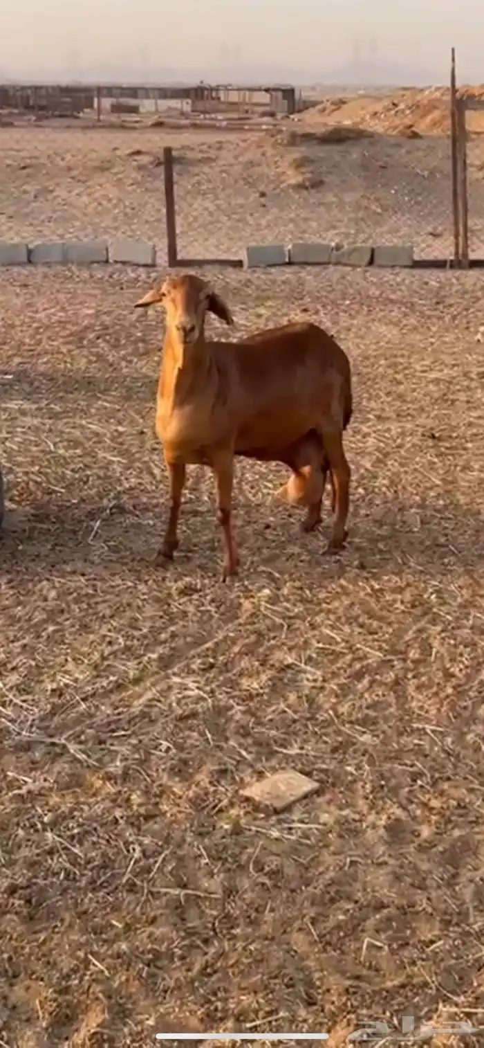 نعجه سواكنيه دافع 4