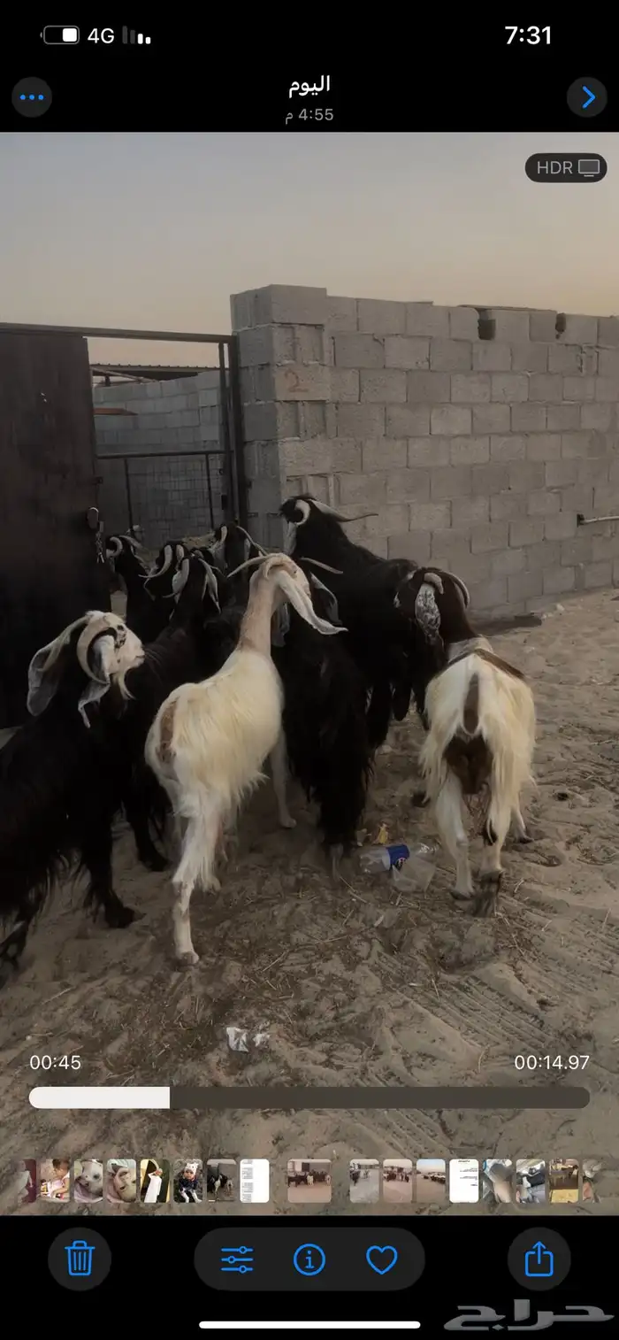 معزاء عوارض بفحلها 3