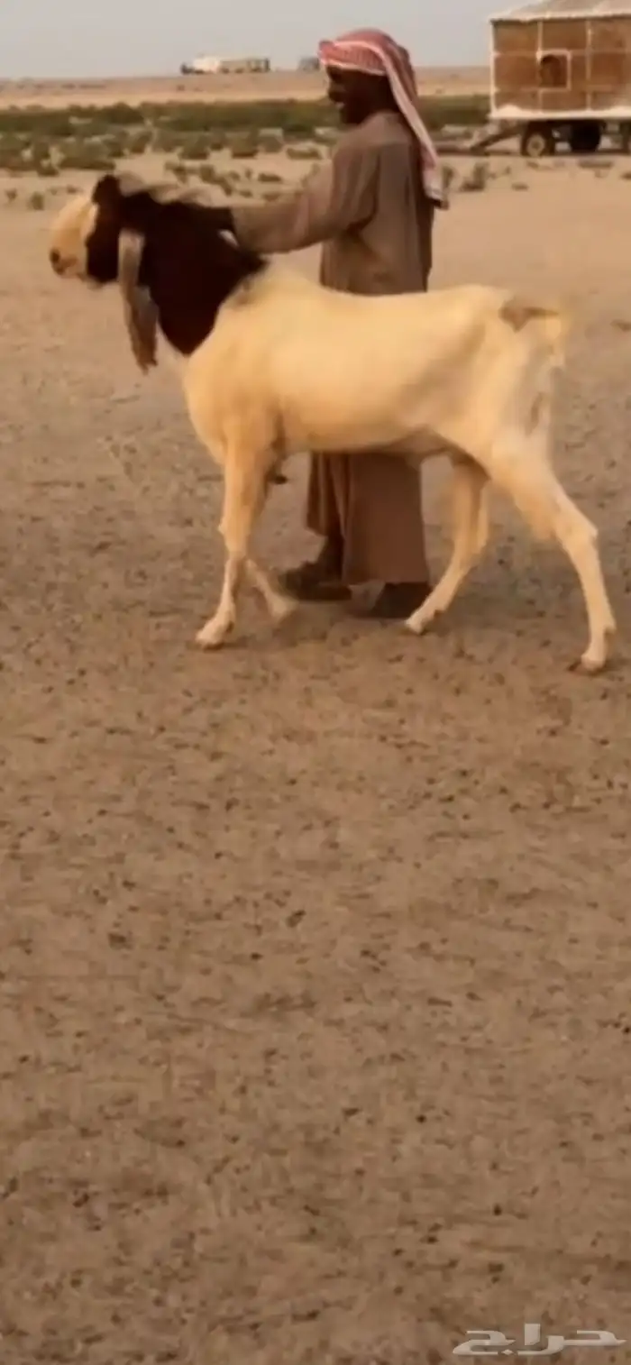 تيس فاخر للبيع 5