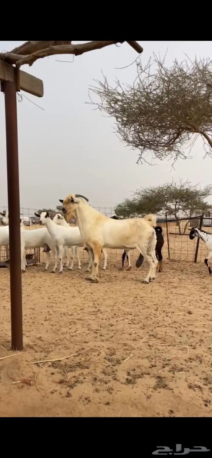 للبيع معزه بيشيات صنف 1