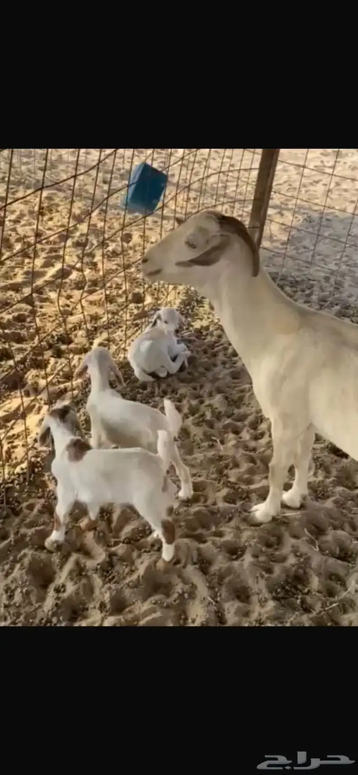 للبيع معزا مواليد 3 تحتها 7 2