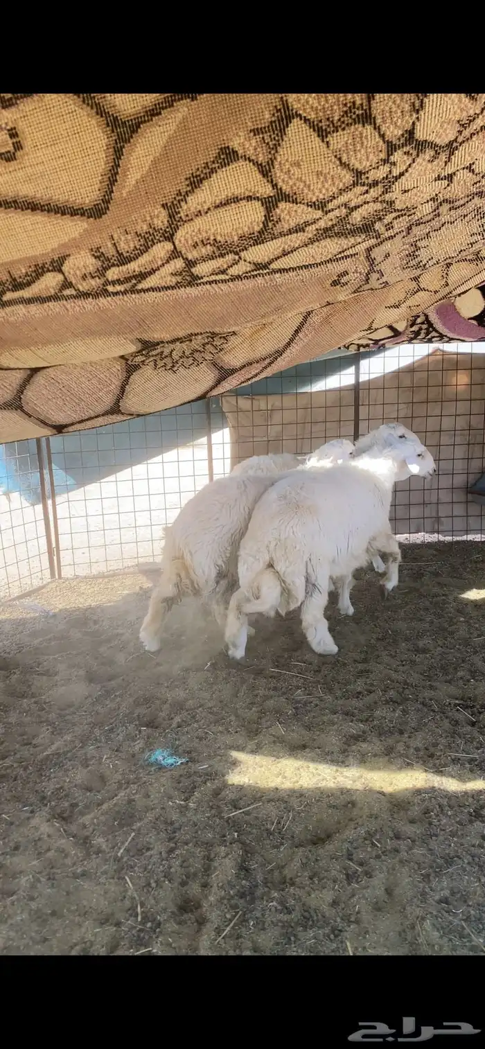 خرفان ذبايح مقفله 2