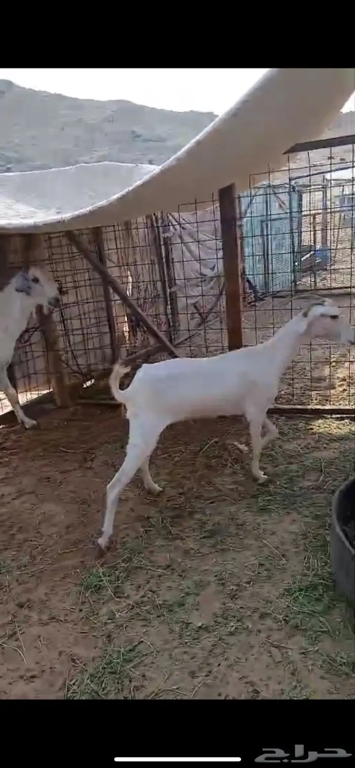 عنز بيشيه 0