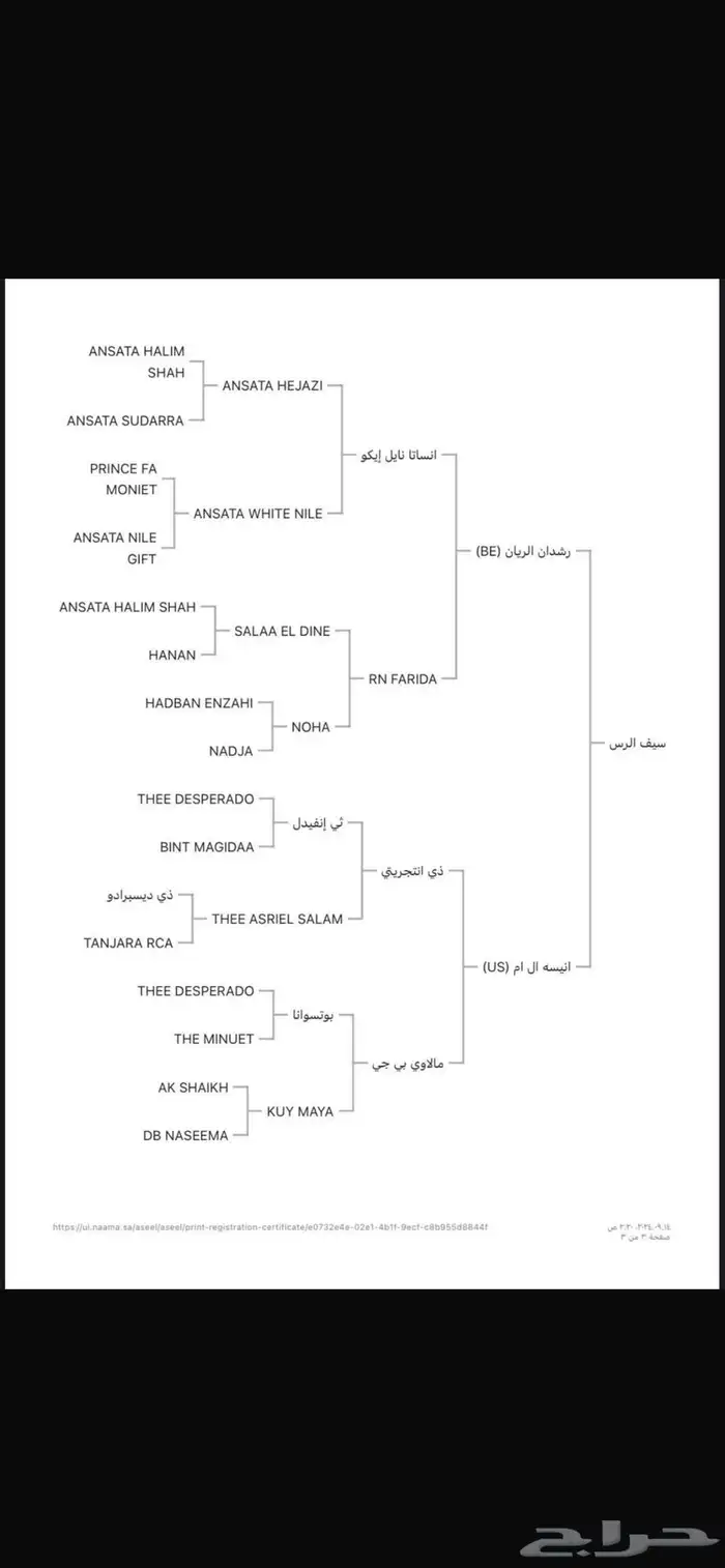 حصان واهو كفو فحل 2
