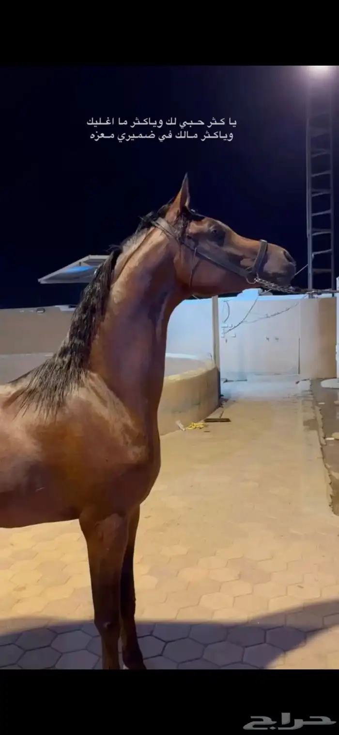 مهر معسوف وشيخ 0