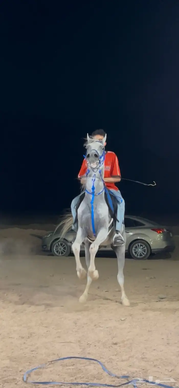 حصان شعبي 10