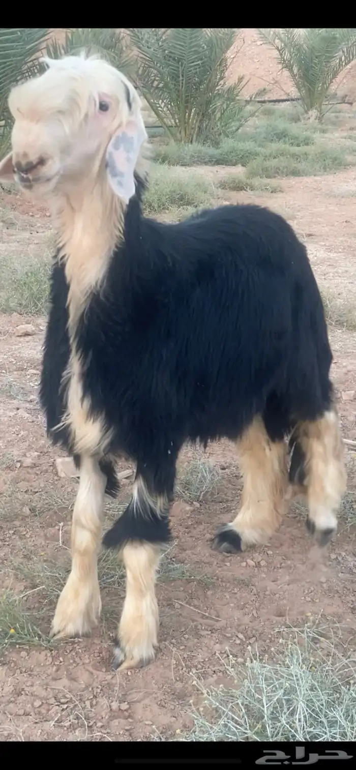 طلي نجدي 7
