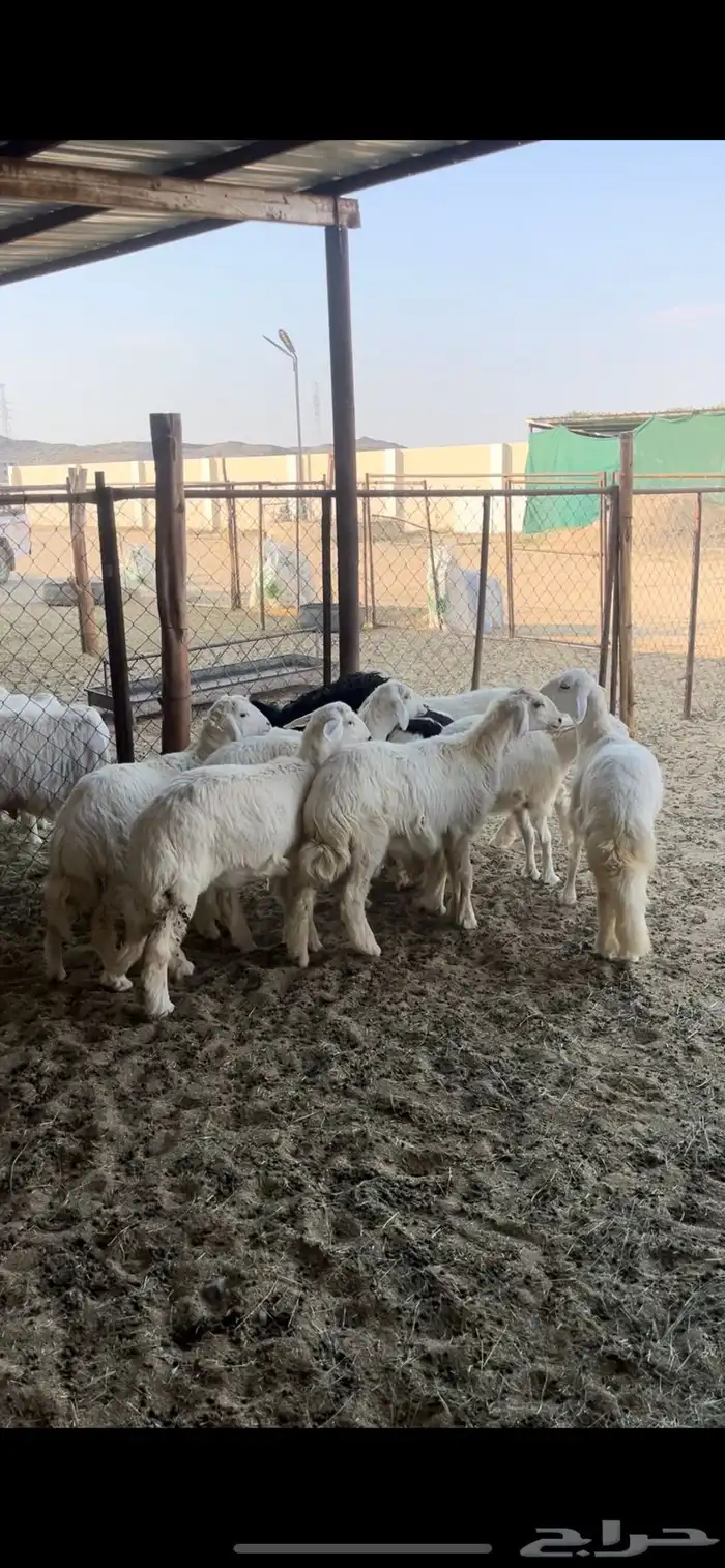 عشره رخال سمان وتصلح مقنوي الموقع بيشة 0