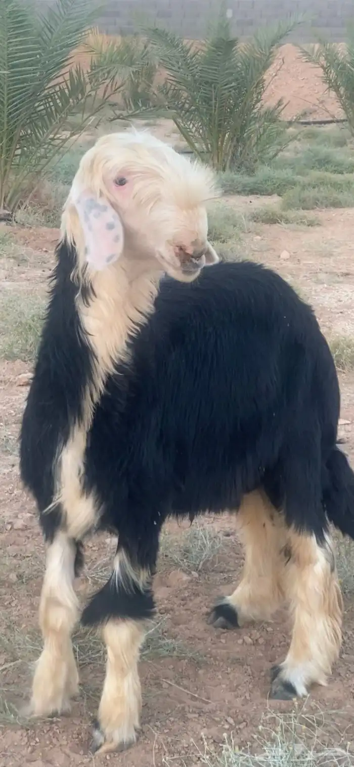 طلي نجدي 4