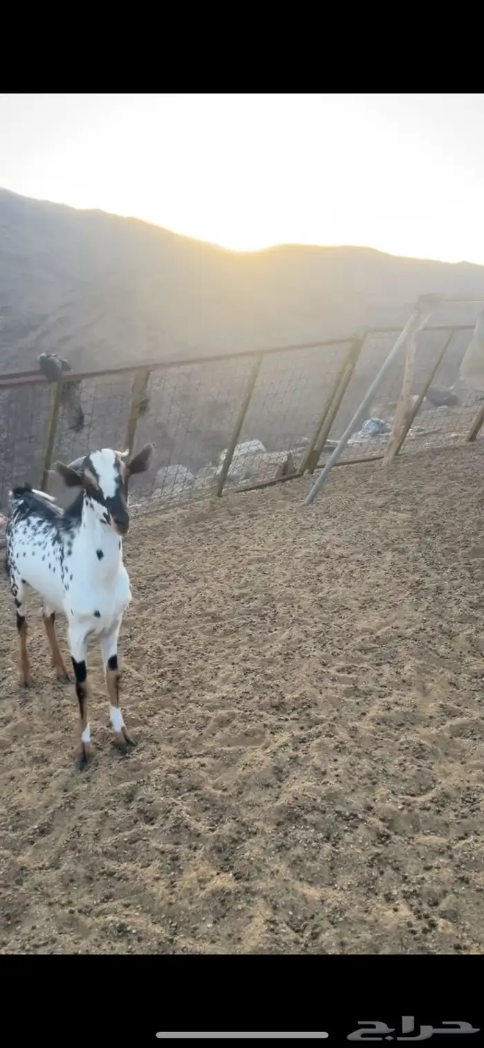 تيس بيشي فحل للبيع 2