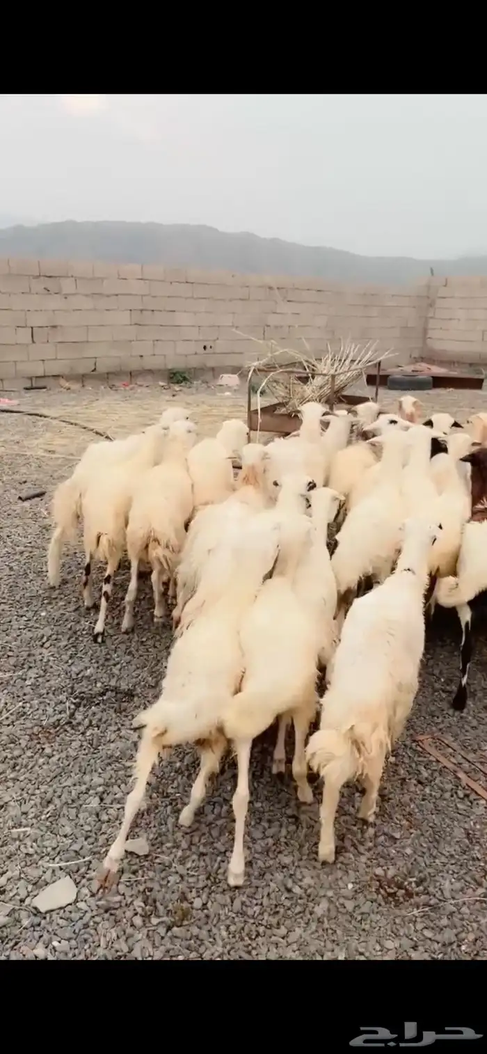 رخال مقاني محايل عسير 3