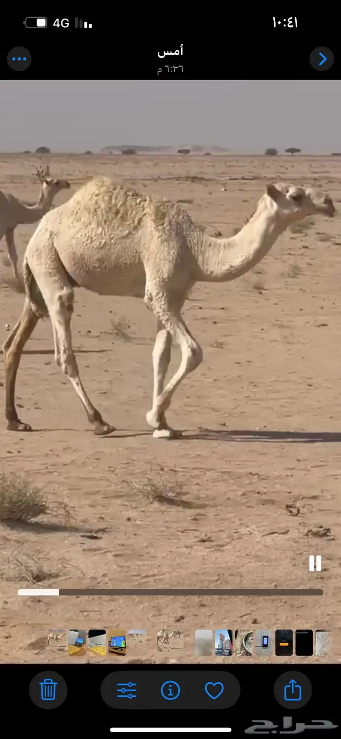 حشو العدد 2 للبيع 0