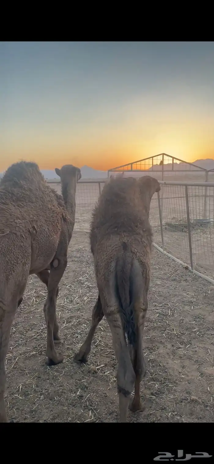 قعودين حليب 3
