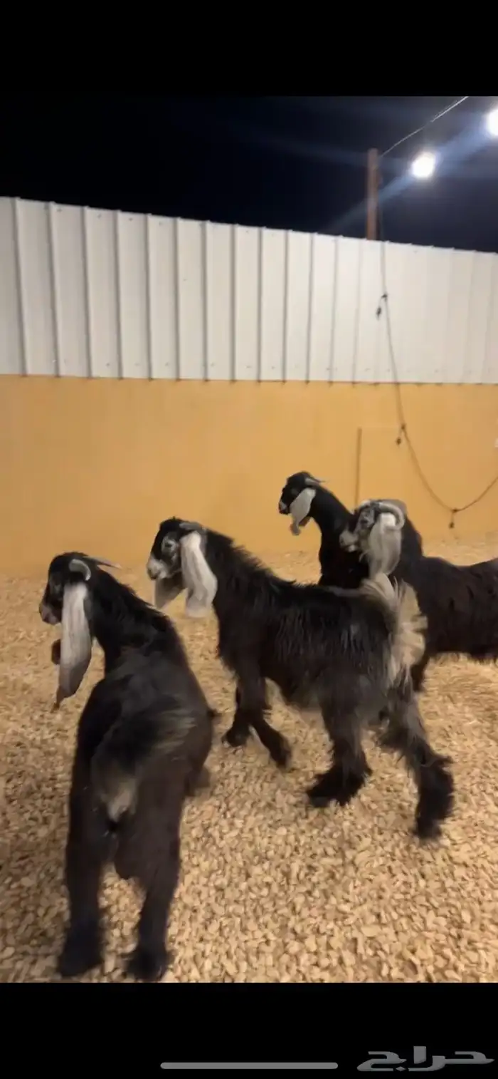 تيوس مخاصي 3