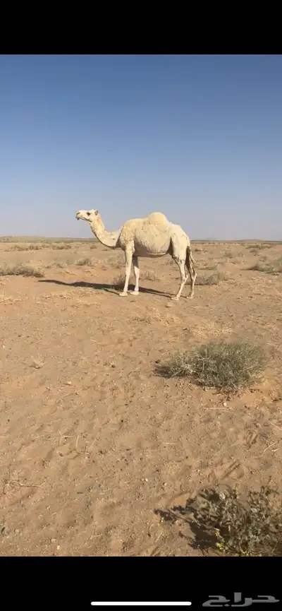 للبيع ضروبه وضحا جاهزه 0