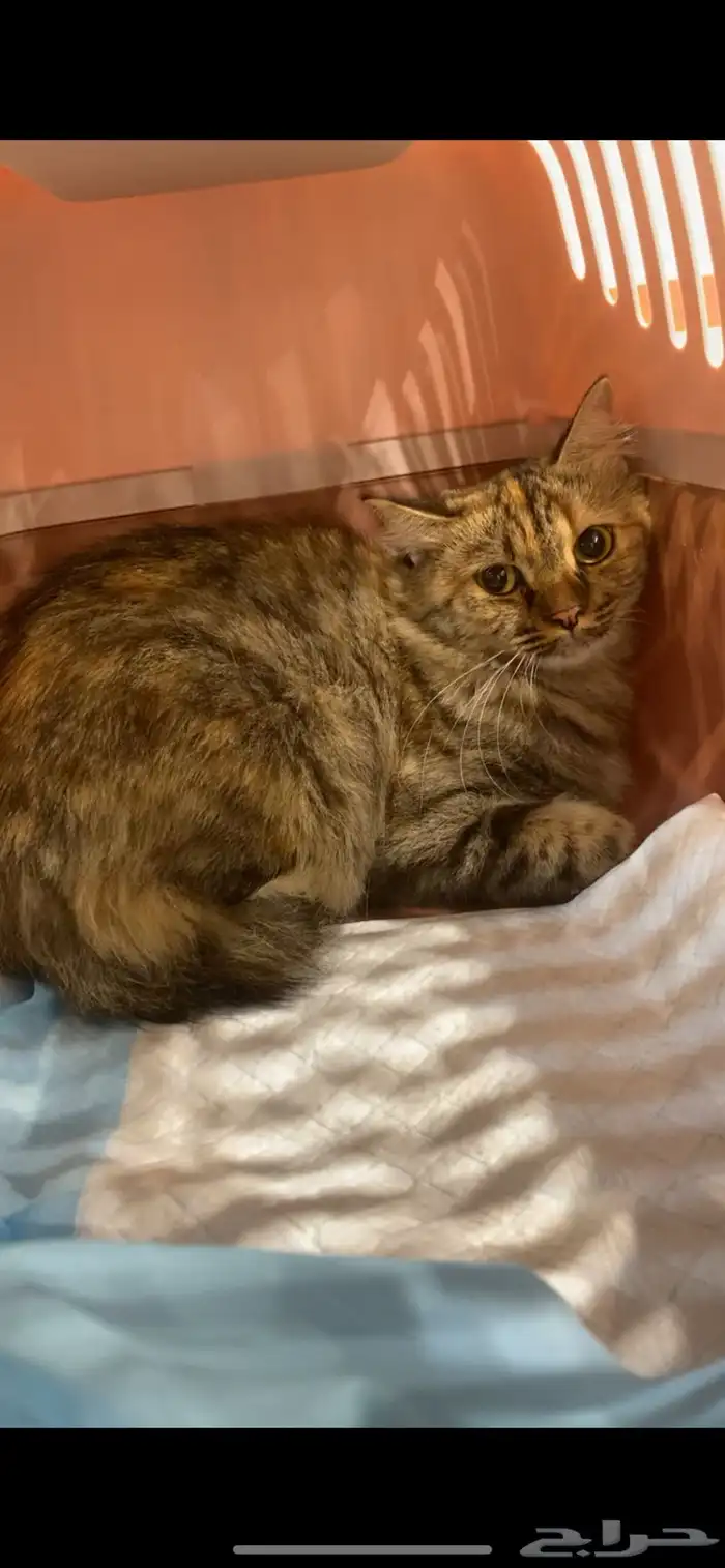 قطه مفقوده Missing cat 0