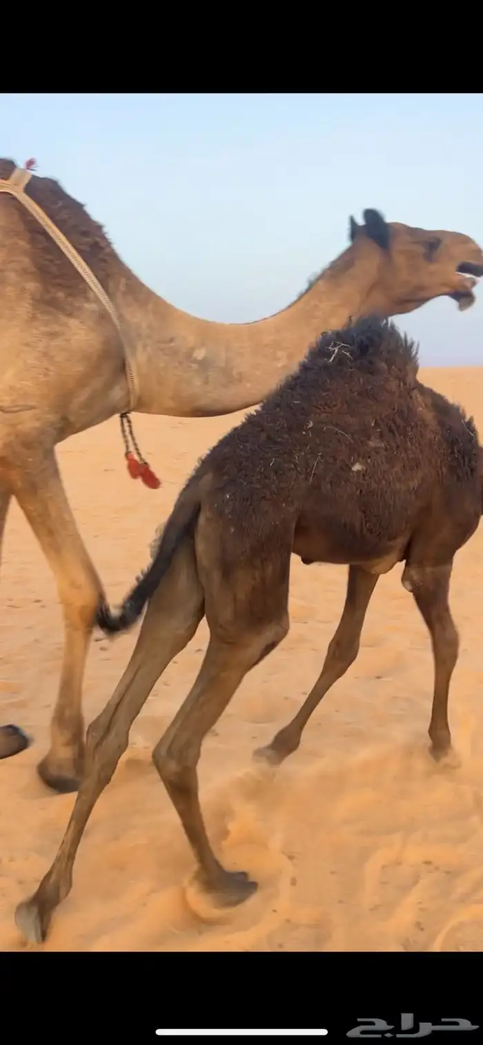 بكره للبيع قصب 5