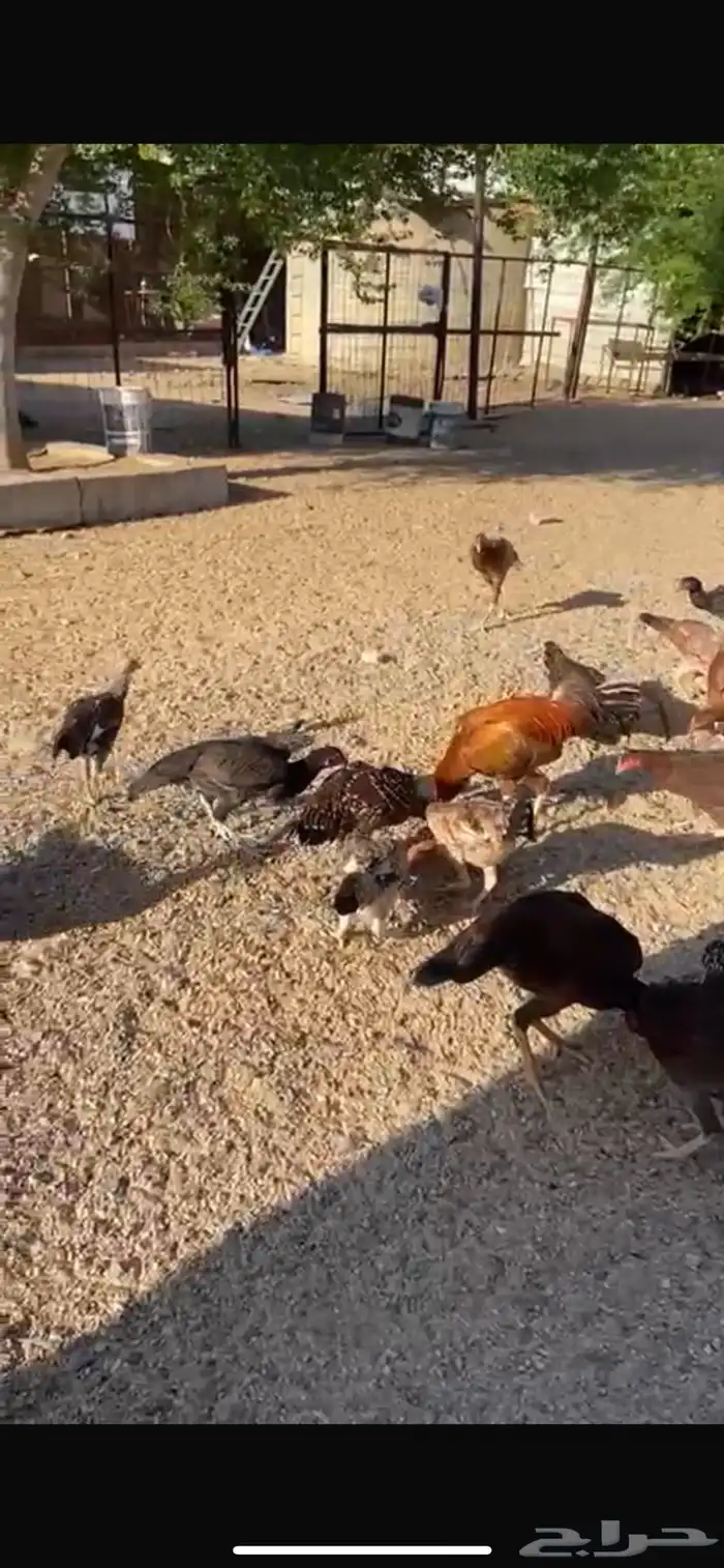 دجاج باكستاني وبط مصري 2