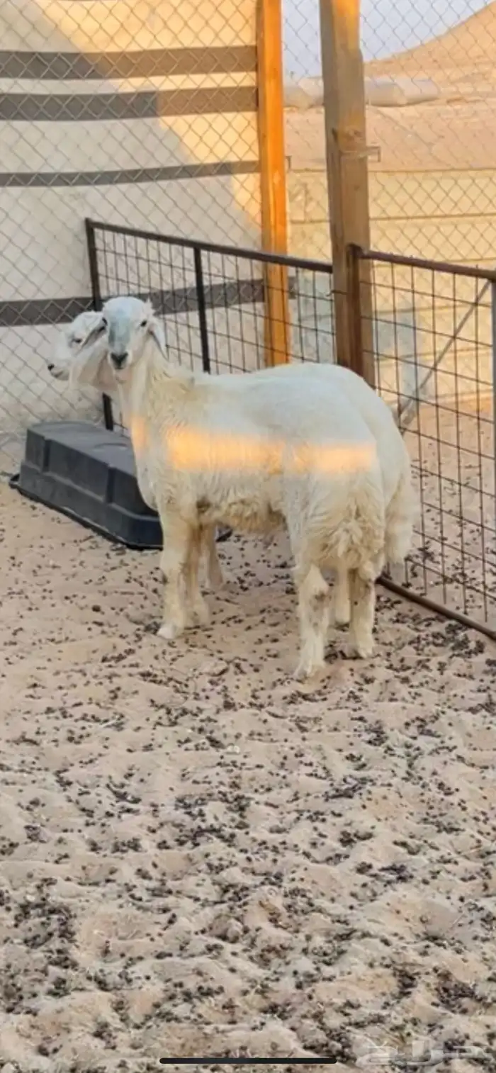 خروف 1