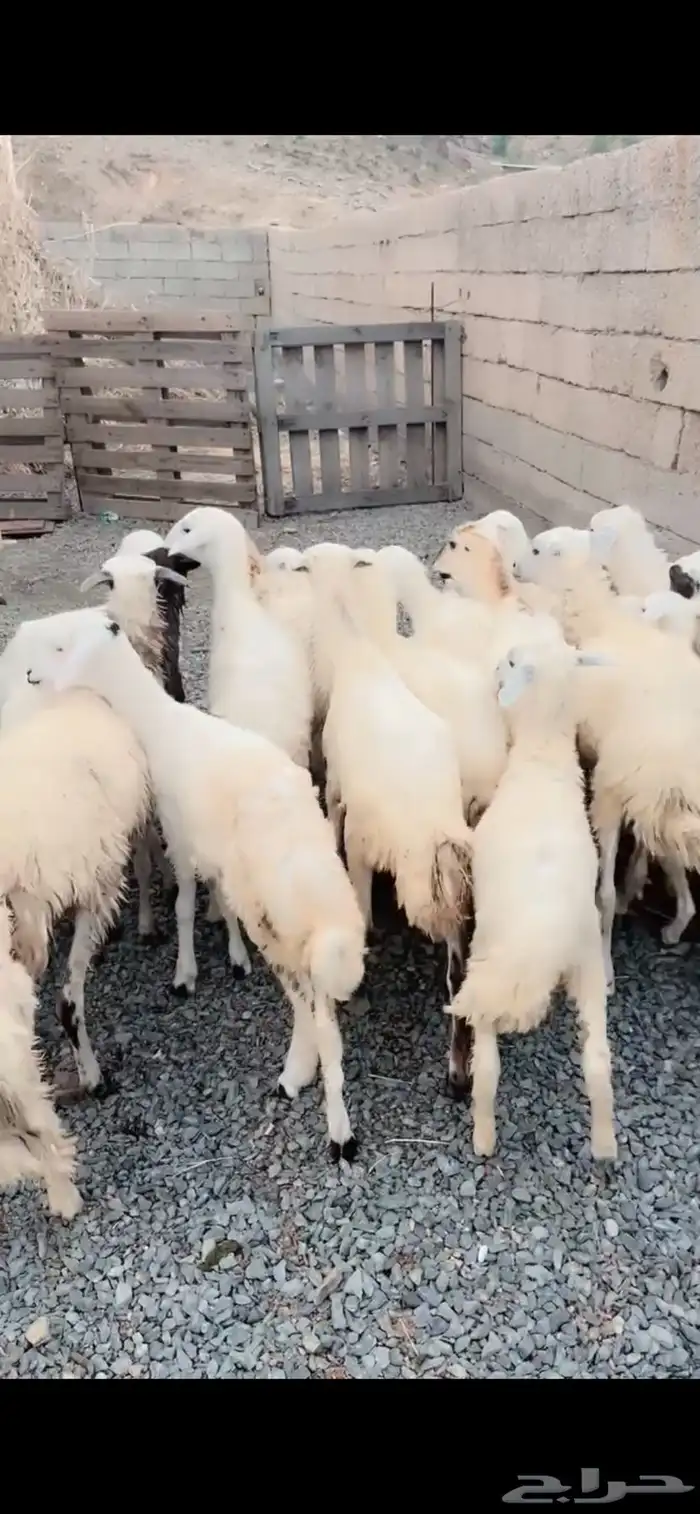 رخال مقاني محايل عسير 0