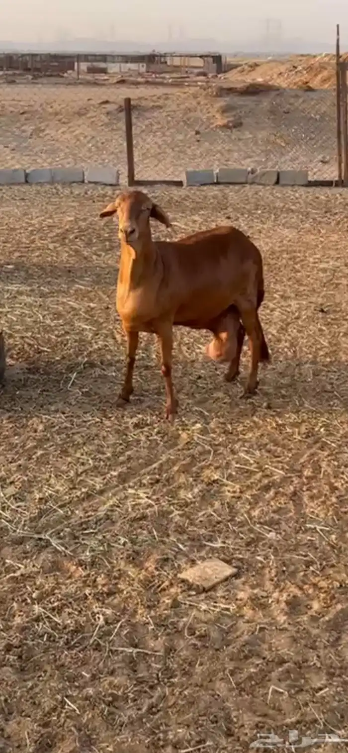 نعجه سواكنيه دافع 3